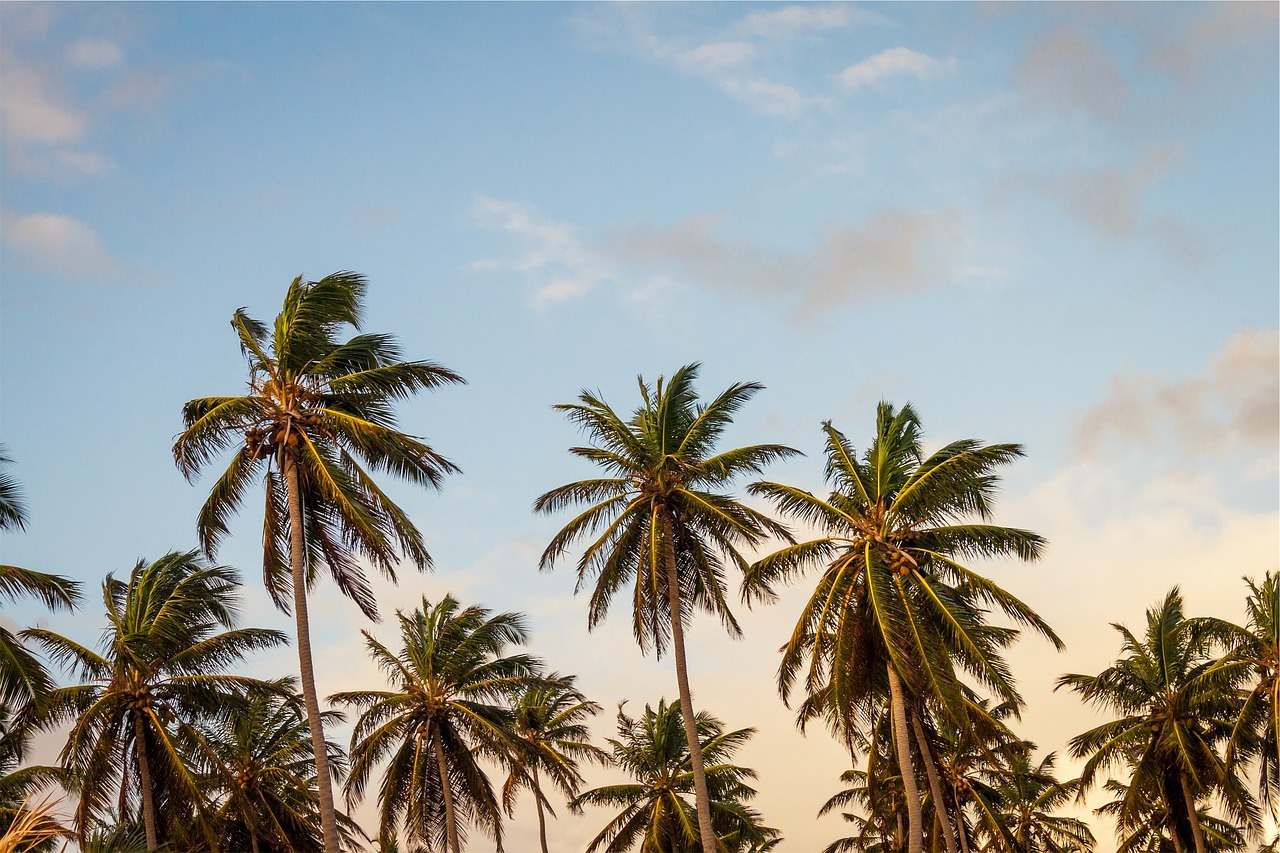 caribbean airlines palm trees